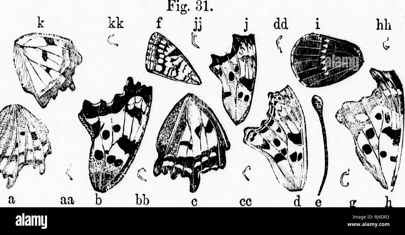 . A manual of North American butterflies [microform]. Butterflies; Papillons. NORTH AMERICAN BUTTERFLIES. 87 â within it, three spots in wing, below cell, and a triangle in lower, outer angle, all black. Hind wings have the marginal border not well defined, being dusky within, and inclosing a row of yellowish spots, clearer on basal half, and enclosing about three black spots. Beneath, banded and lined with yellowish, dusky, whitish, and brownish, the general effect being brownish. The silver C is entire. Fig, ;J1, g. Dryas is the summer form, with the hind wings much obscured with dusky above Stock Photo