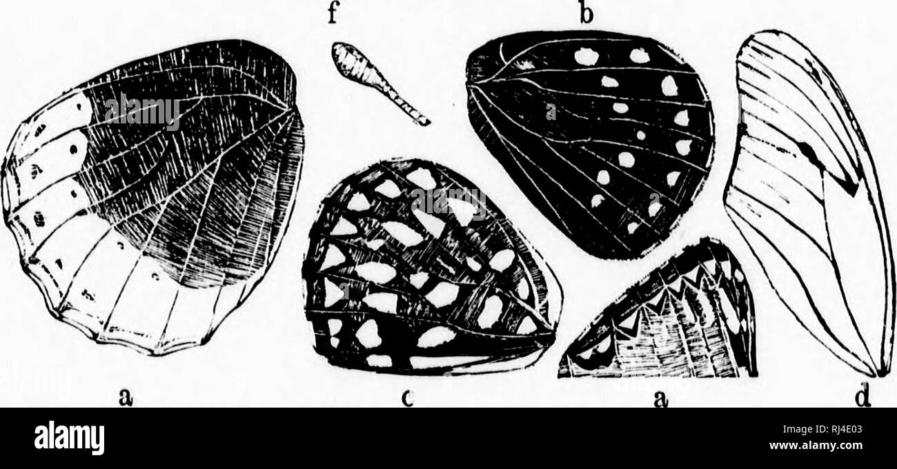 . A manual of North American butterflies [microform]. Butterflies ...