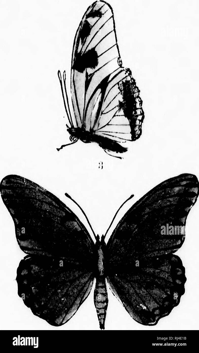 . A manual of North American butterflies [microform]. Butterflies; Papillons. w Xuitli AniiTican nuttHifliPi. C. J. M.. Please note that these images are extracted from scanned page images that may have been digitally enhanced for readability - coloration and appearance of these illustrations may not perfectly resemble the original work.. Maynard, C. J. (Charles Johnson), 1845-1929. Boston : De Wolfe, Fiske Stock Photo