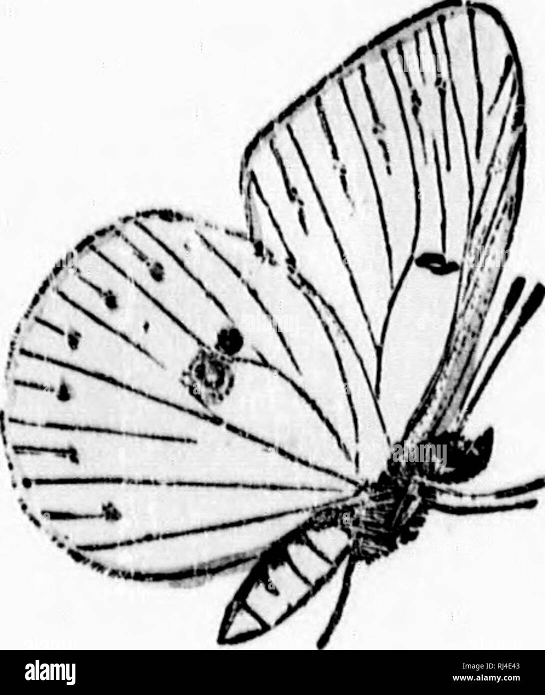 . A manual of North American butterflies [microform]. Butterflies; Papillons. 8 Kri- t p^^f-  ij /. Please note that these images are extracted from scanned page images that may have been digitally enhanced for readability - coloration and appearance of these illustrations may not perfectly resemble the original work.. Maynard, C. J. (Charles Johnson), 1845-1929. Boston : De Wolfe, Fiske Stock Photo