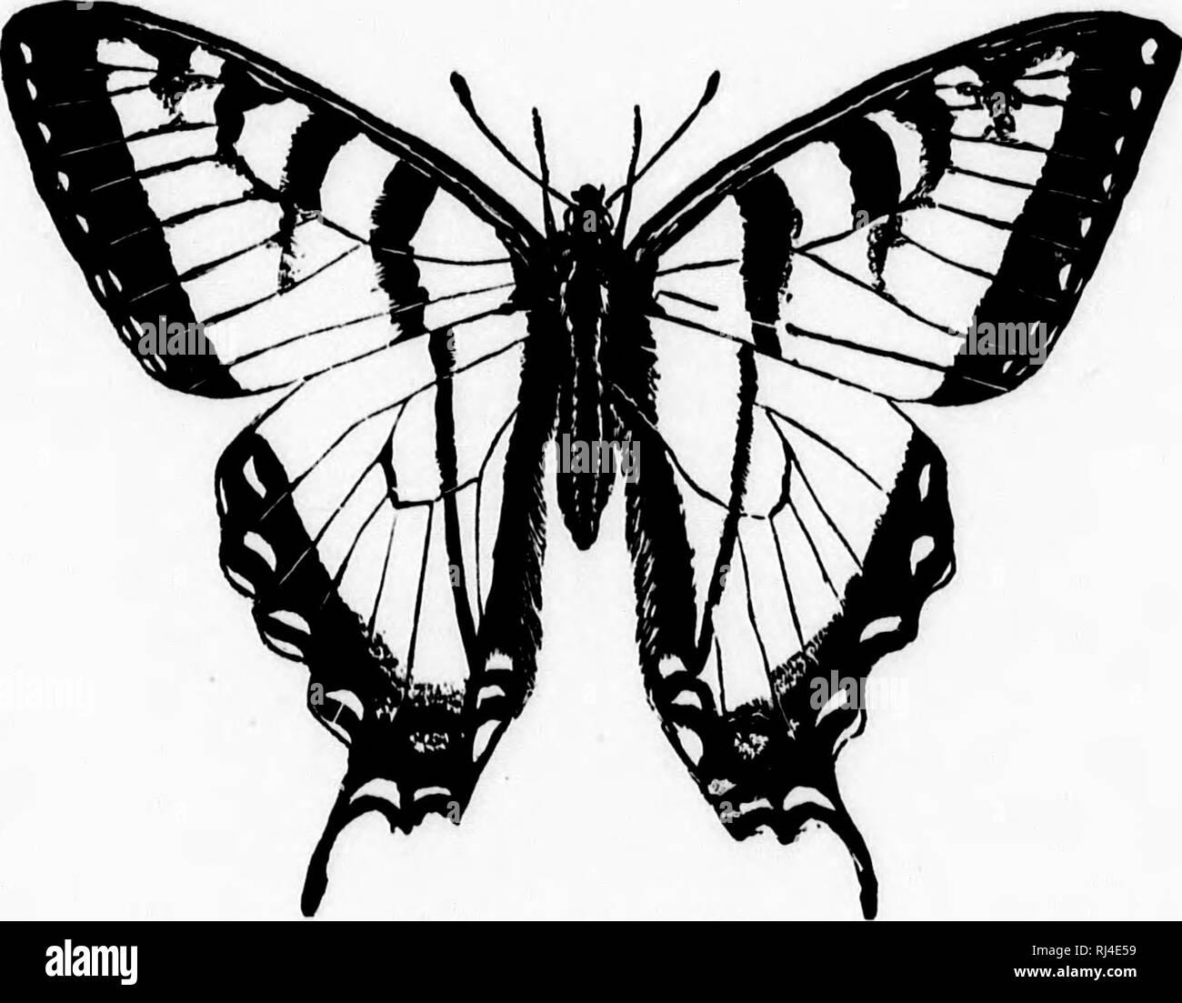 black and yellow 12a