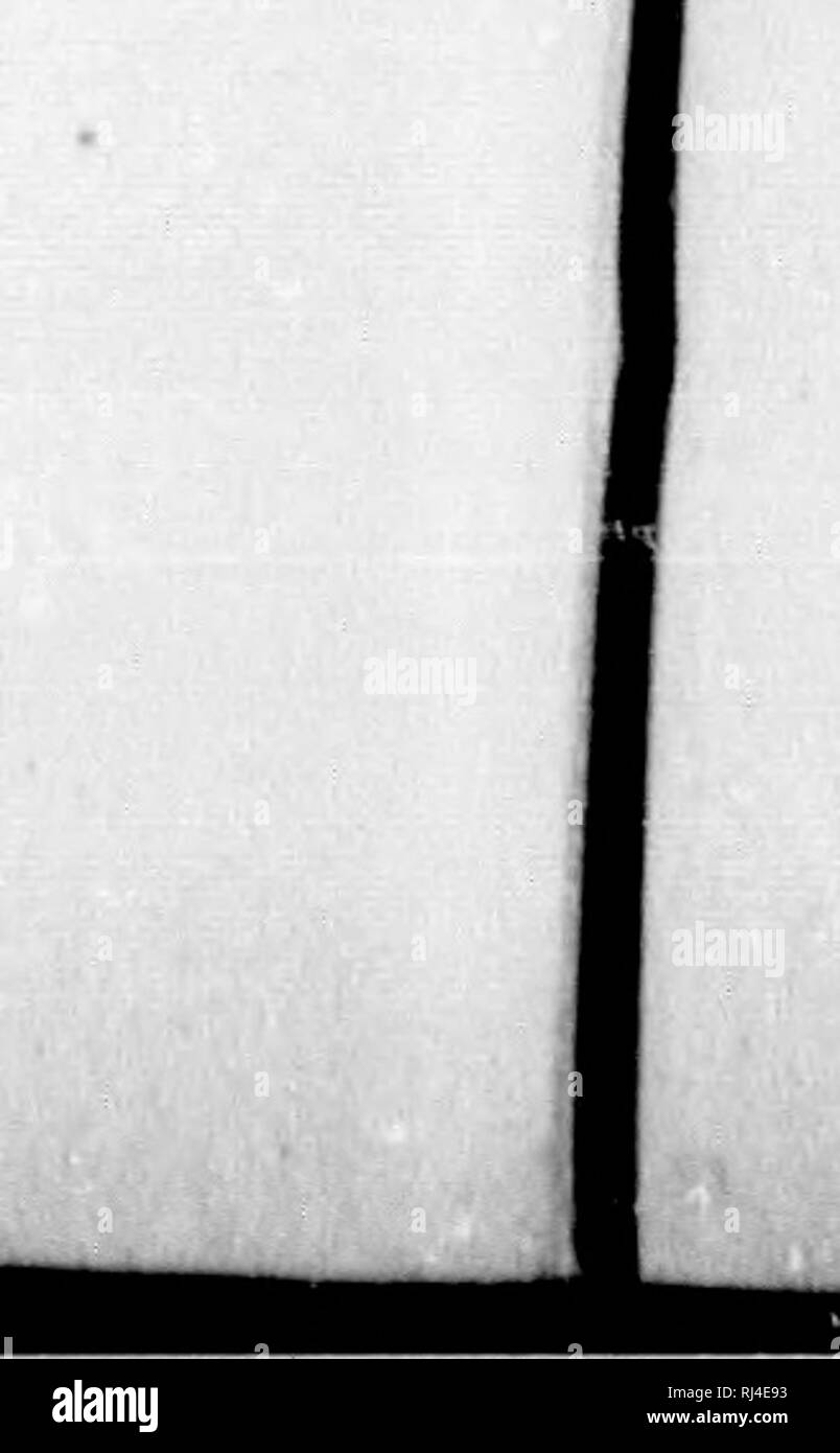 Bruna Black And White Stock Photos Images Alamy Bruna Black And White Stock Photos Images Alamy