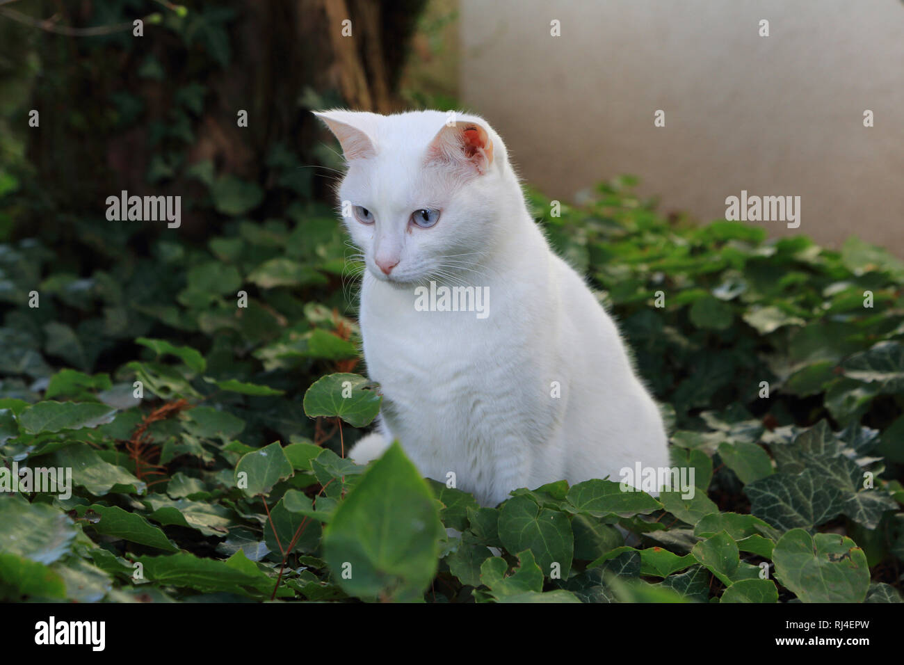 Hauskatze, Felis silvestris catus Stock Photo Alamy — free download