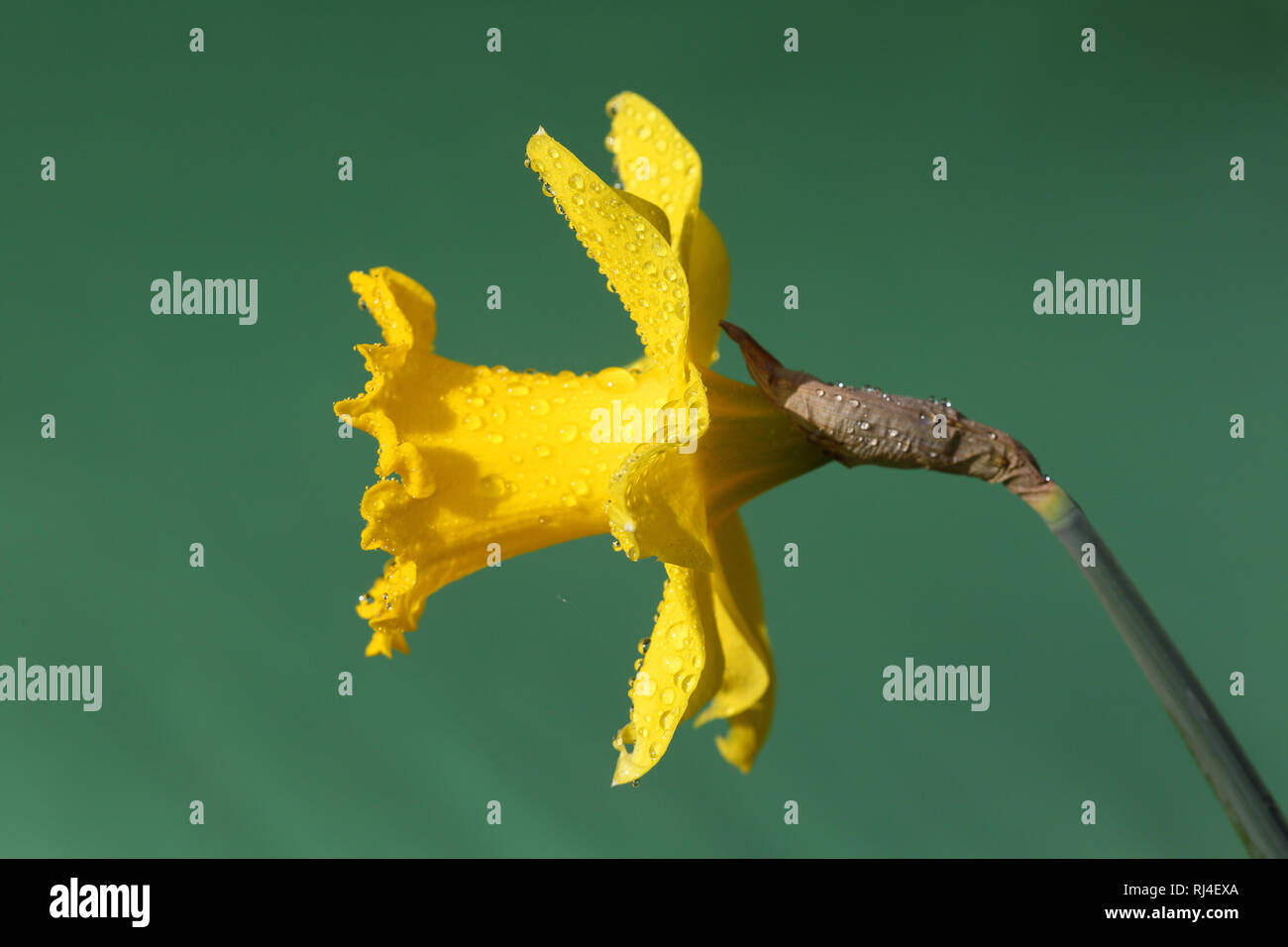 Osterglocke, Narcissus pseudonarcissus Stock Photo