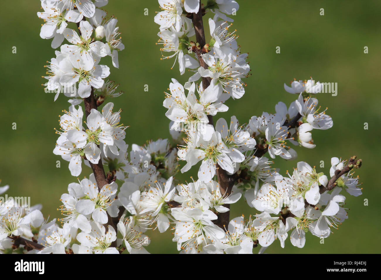 Schlehe, Schwarzdorn, Bl?tenzweig, Prunus spinosa Stock Photo - Alamy