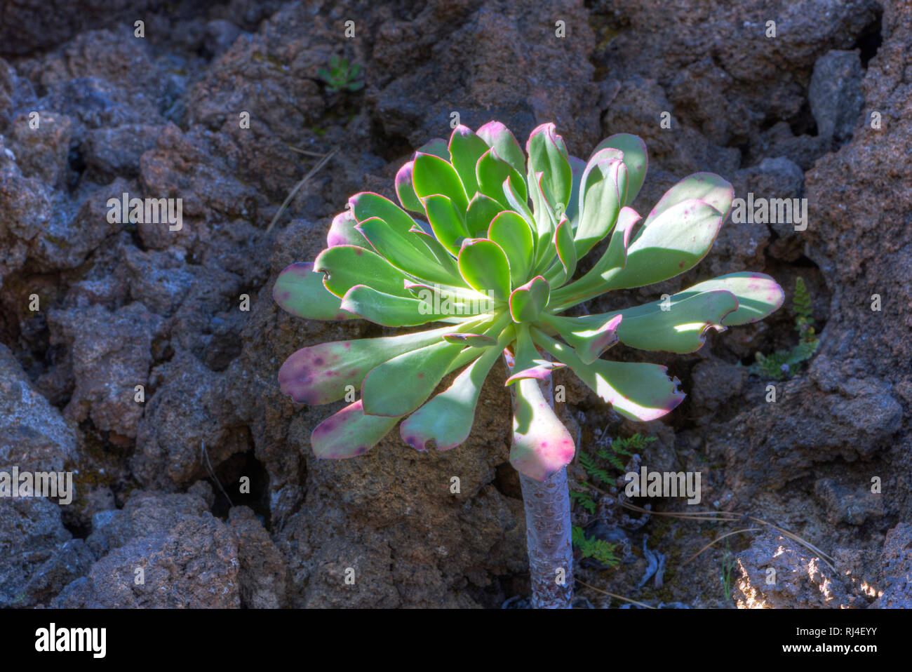 Aeonium appendiculatum, Sukkulente, Teneriffa, Kanarische Inseln, Spanien, Stock Photo