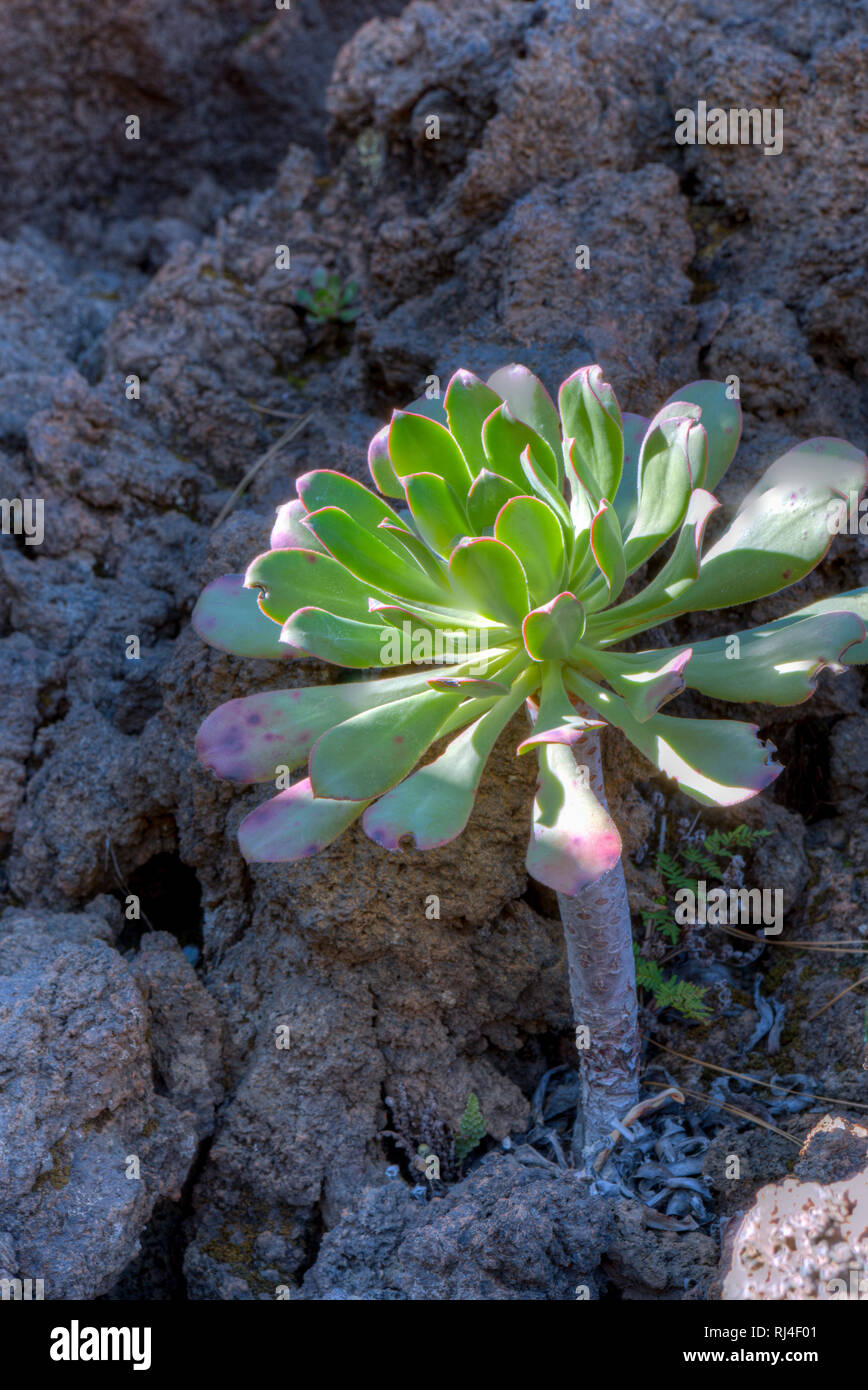 Aeonium appendiculatum, Sukkulente, Teneriffa, Kanarische Inseln, Spanien, Stock Photo