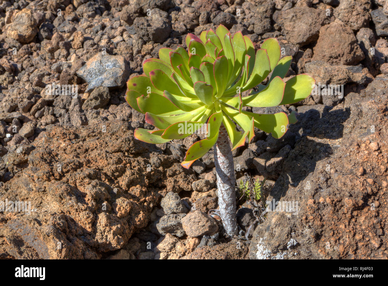 Aeonium appendiculatum, Sukkulente, Teneriffa, Kanarische Inseln, Spanien, Stock Photo