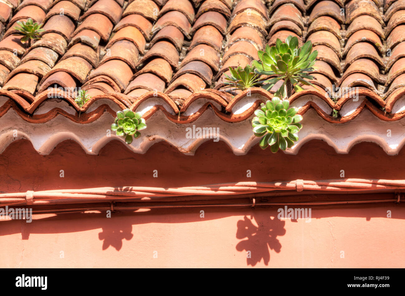 Sukkulenten wachsen auf Hausdach, La Laguna, Teneriffa, Kanarische Inseln, Spanien, Stock Photo