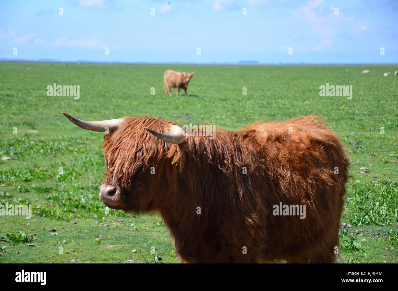 Deutschland, Schleswig-Holstein, Nordsee, Wattenmeer, Hallig ...