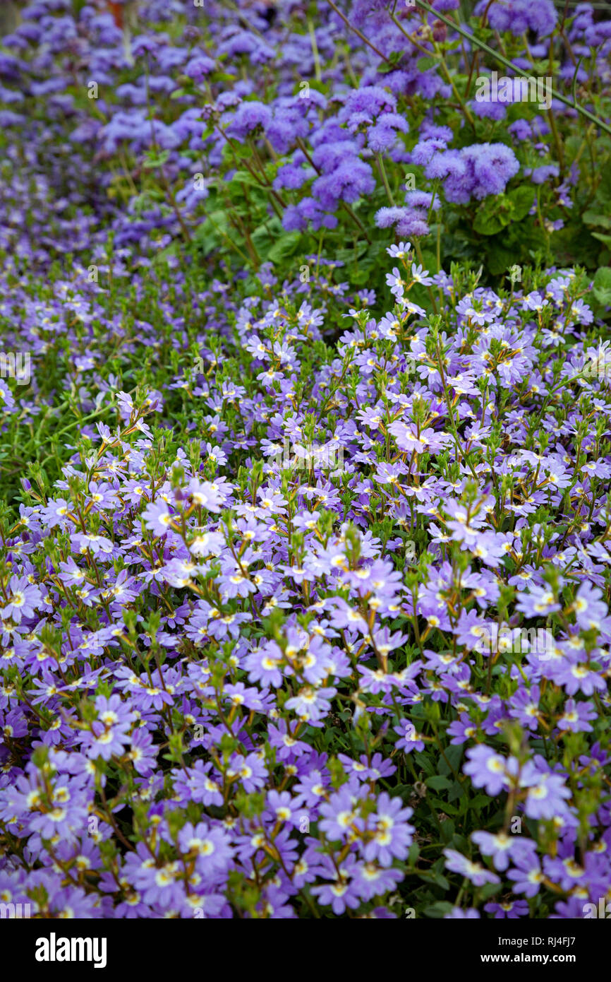 Blumen, Pflanzen, lila, violett, Flora Stock Photo