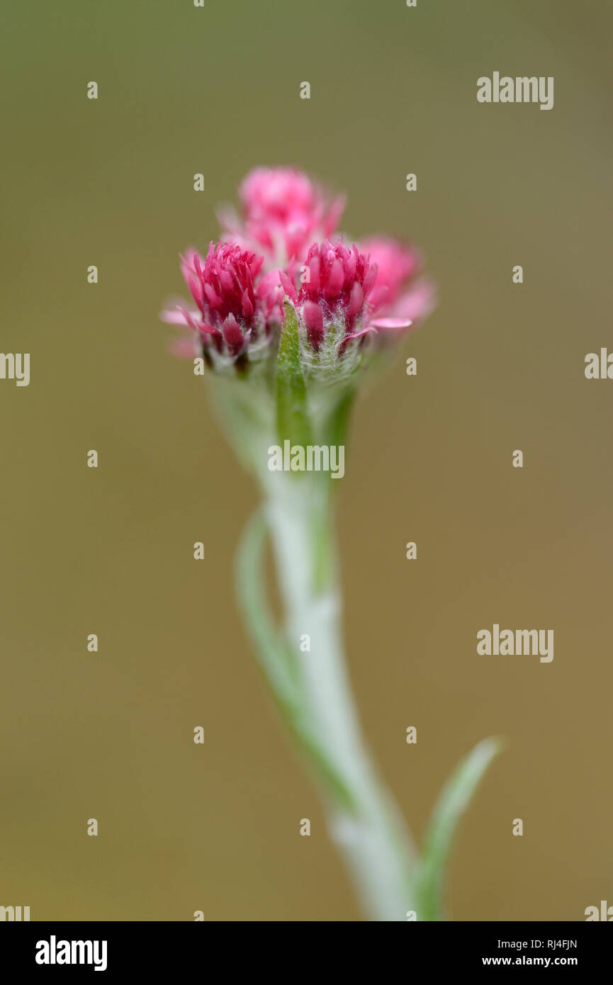 Gew?hnliche Katzenpf?tchen, Antennaria dioica, Bl?te, Rosa, Nahaufnahme Stock Photo