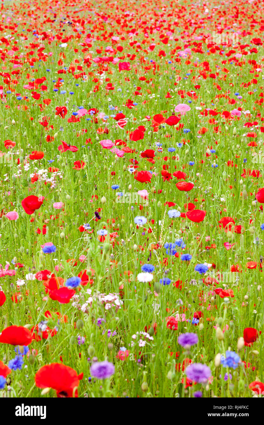 Sommerwiese High Resolution Stock Photography And Images Alamy