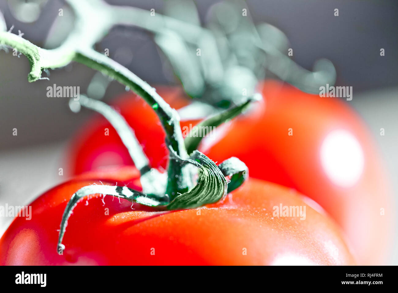 Tomaten Stock Photo