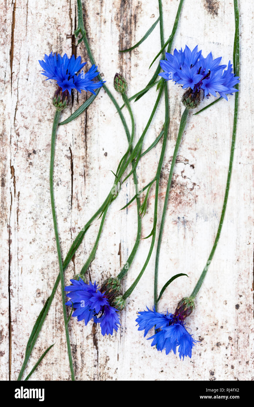 Arrangiertes Stillleben aus Kornblumen, Stock Photo