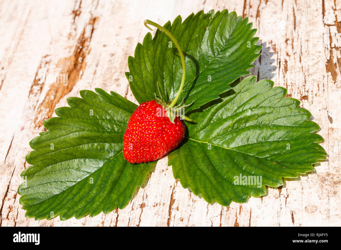 Erdbeere mit Bl?ttern auf Holz Stock Photo