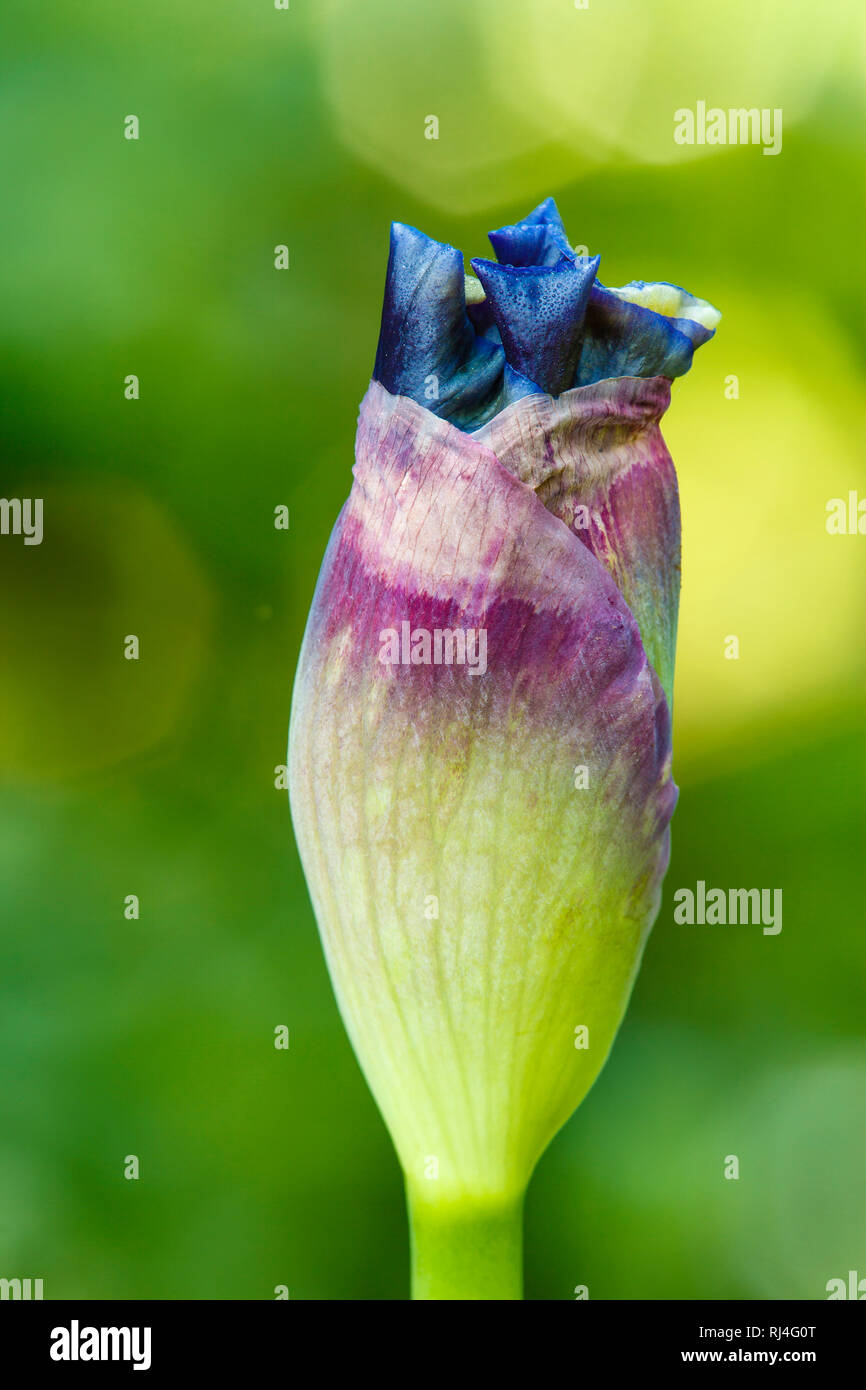 Iris germanica 'Edith Wolford', Knospe, Detail Stock Photo