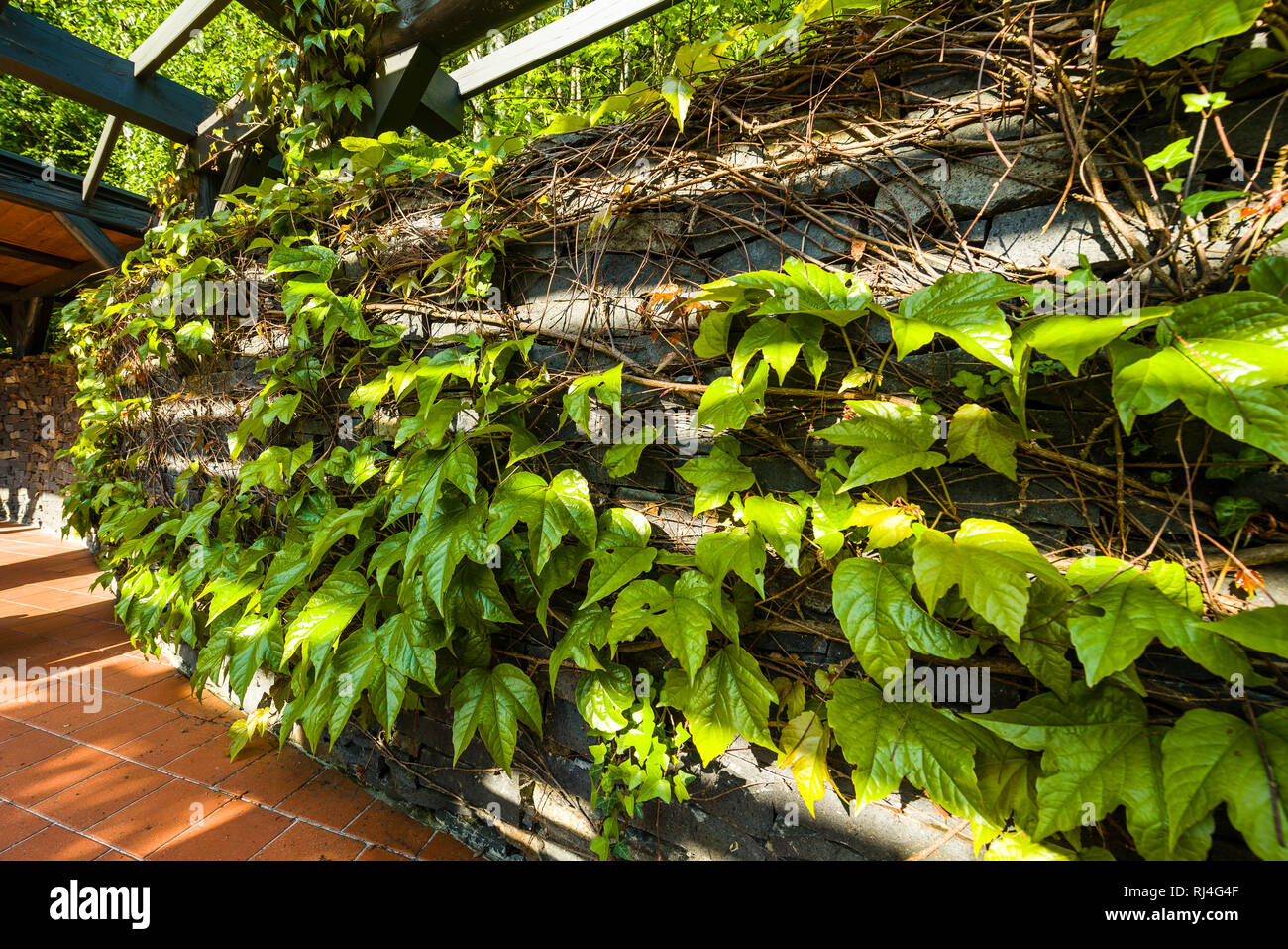 Climbing plant on Stone wall Stock Photo - Alamy