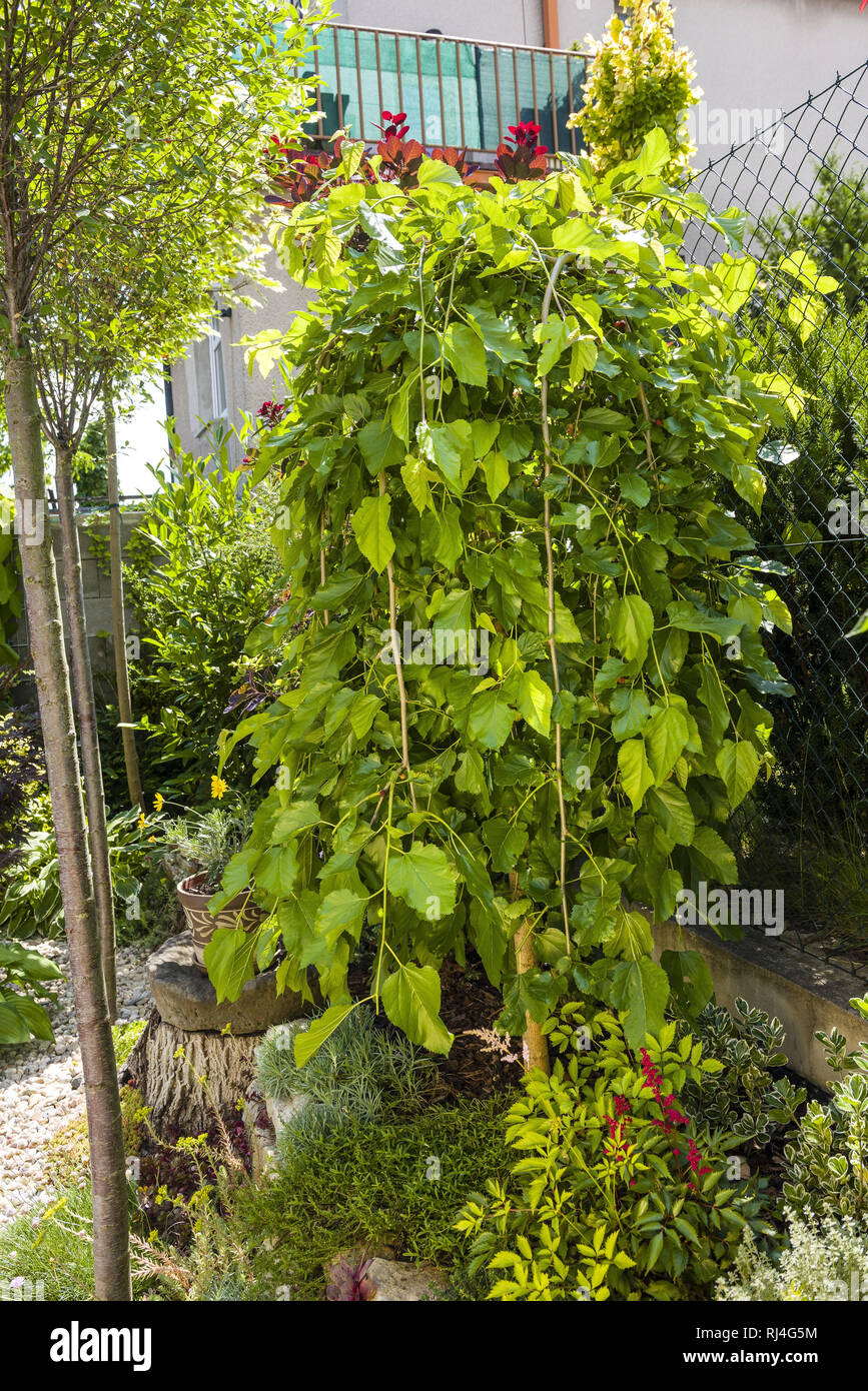 weeping species of trees for small garden Stock Photo