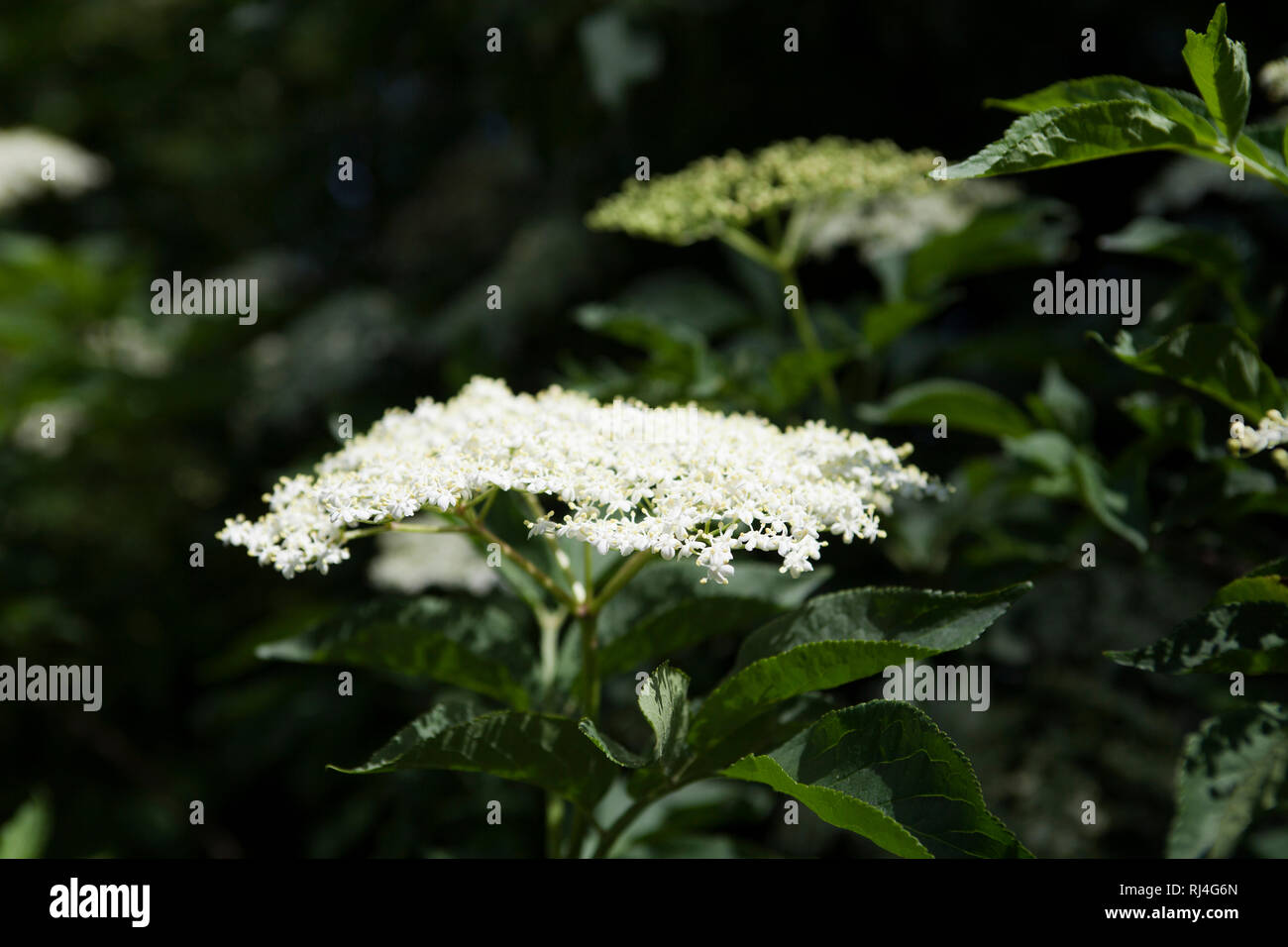 Holunderbl?ten, Sambucus, Moschuskrautgew?chse Adoxaceae Stock Photo