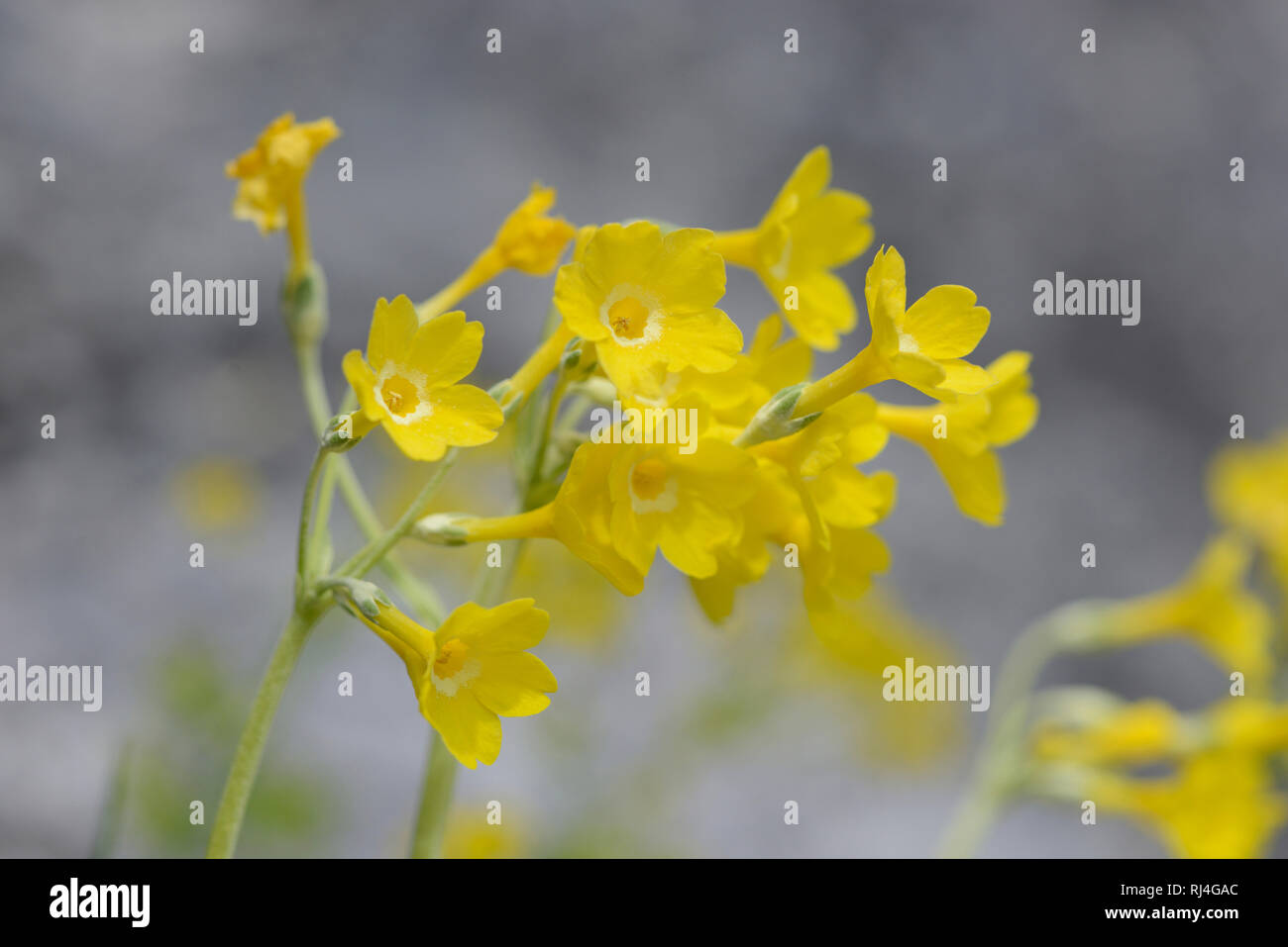 Alpenaurikel, Primula auricula, Bl?te, bl?hen, Fr?hling Stock Photo
