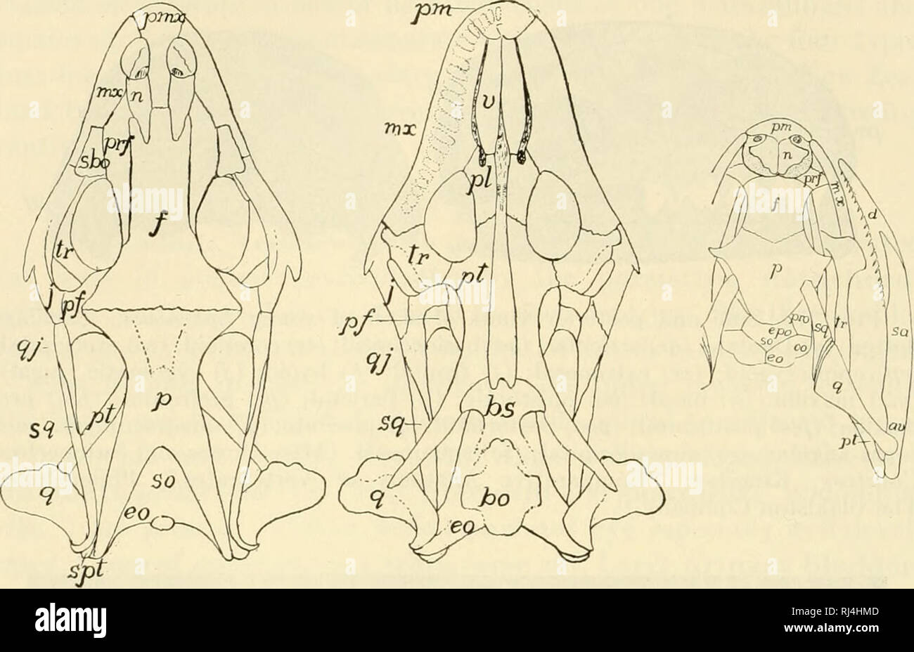 . The chordates. Chordata. 486 Comparative Morphology of Chordates. Fig. 375. {Left and Center) Skull of a lizard (Gerrhontus imbricatus). (After Siebenrock.) (Right) Skull of snake, Tropidonotus. (After Parker.) (av) articular; (bo) basioccipital; (bs) basisphenoid; (d) dentale; (eo) exoccipital; (epo) epiotic; (/) frontal; (j) jugal; (mi) maxilla; (n) nasal; (oo) opistbotic; (p) parietal; (pf) postfrontal; (pi) palatine; (pm, pmx) premaxilla; (prf) prefrontal; (pro) prootic; (pt) pterygoid; (a) quadrate; (qj) quadratojugal; (sa) supra-angular; (sbo) subocular; (so) supraoccipital; (spt) supr Stock Photo