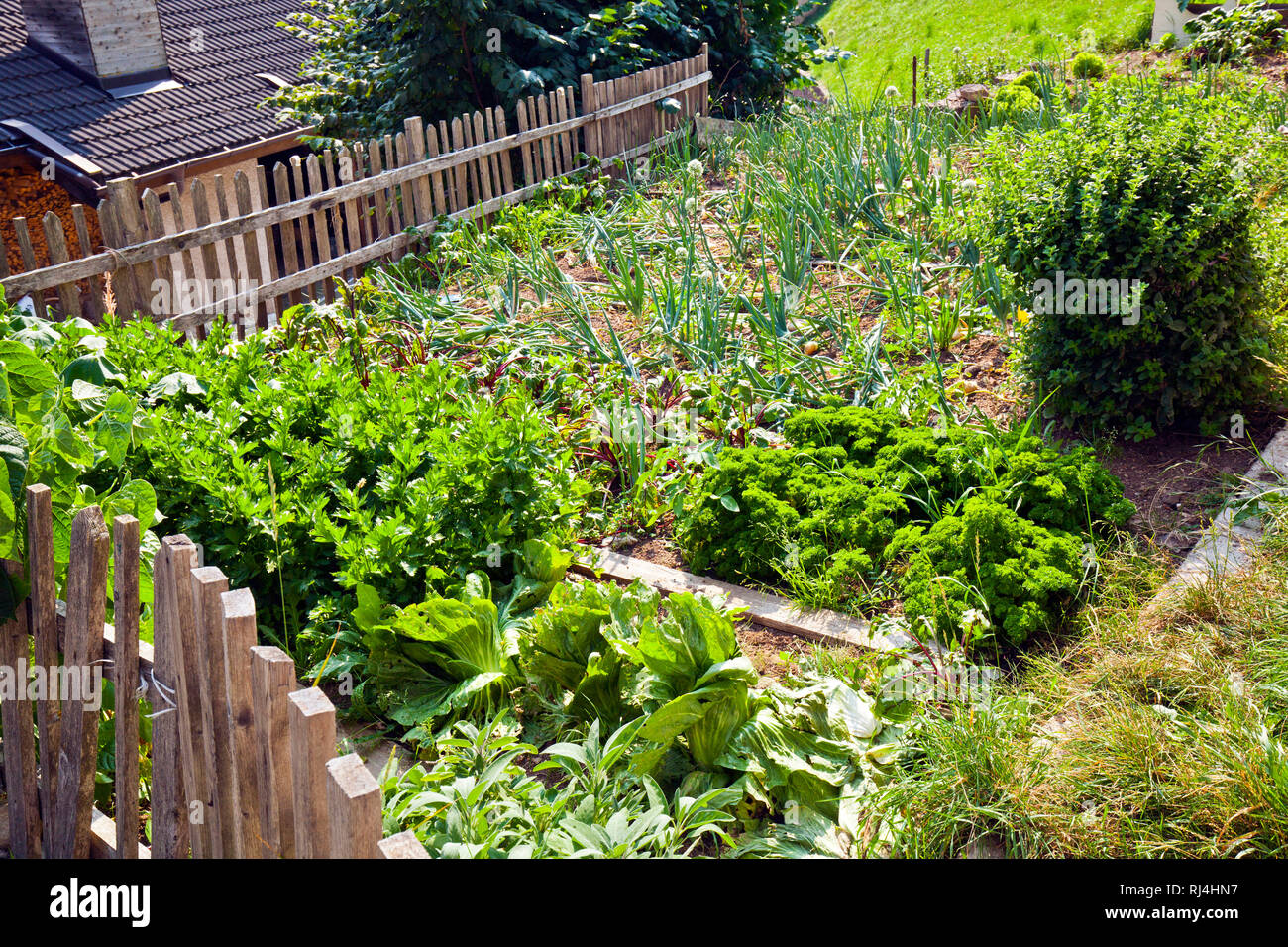 Bauerngarten mit Gem?se Stock Photo