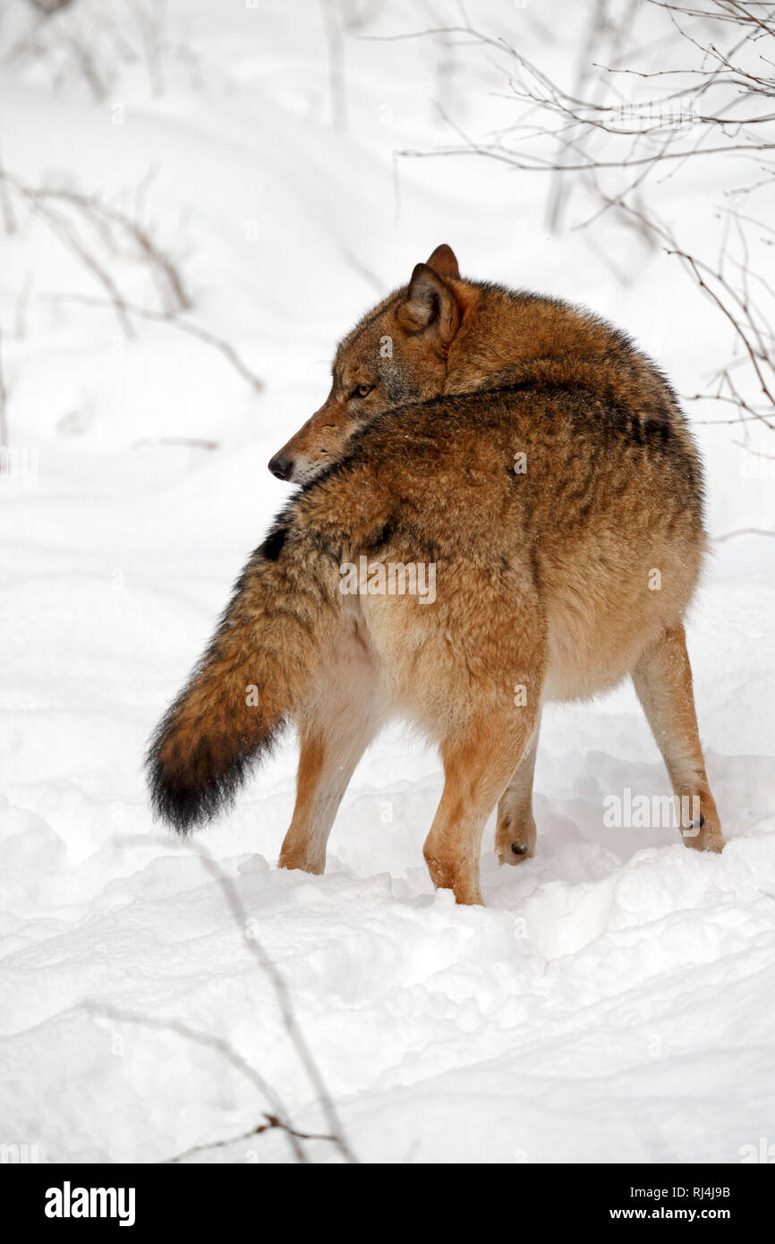Europ ischer Wolf Canis Lupus Nationalpark Bayerischer Wald Bayern 