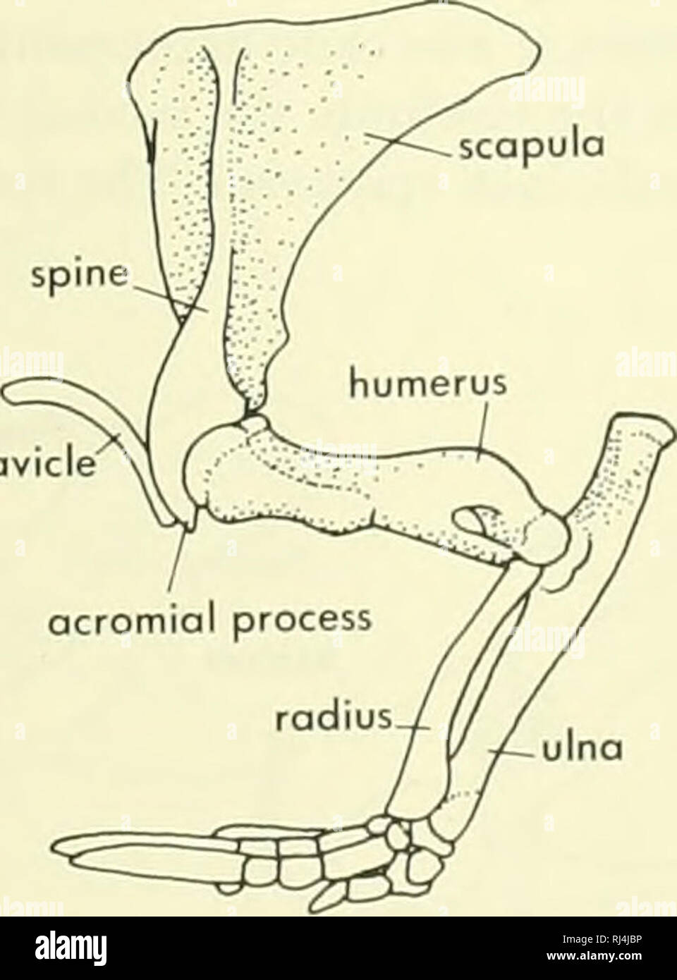 Vertebrates pelvic girdle hires stock photography and images Alamy
