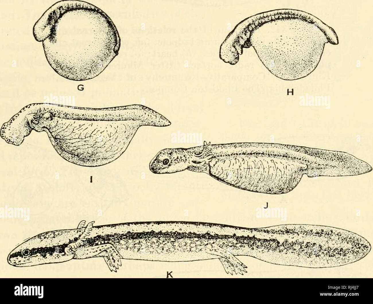 . The chordates. Chordata. Fig. 341. The development of Necturus maculosus. (A) Side view of egg 1 day and 8 hours after deposition, showing second and third cleavage grooves. (B) Bot- tom view of egg 6 days and 16 hours old. The crescentic blastoporal fold sharply separates the large yolk-cells from the small cells of the blastodisk. (C) Bottom view of egg 10 days and 10 hours old, showing large circular blastopore. (D) Top view of egg 14 days and 4 hours old. Blastopore narrow. Beginning of neural-fold formation, especially prominent anteriorly. (E) Top view of egg 15 days and 15 hours old.  Stock Photo