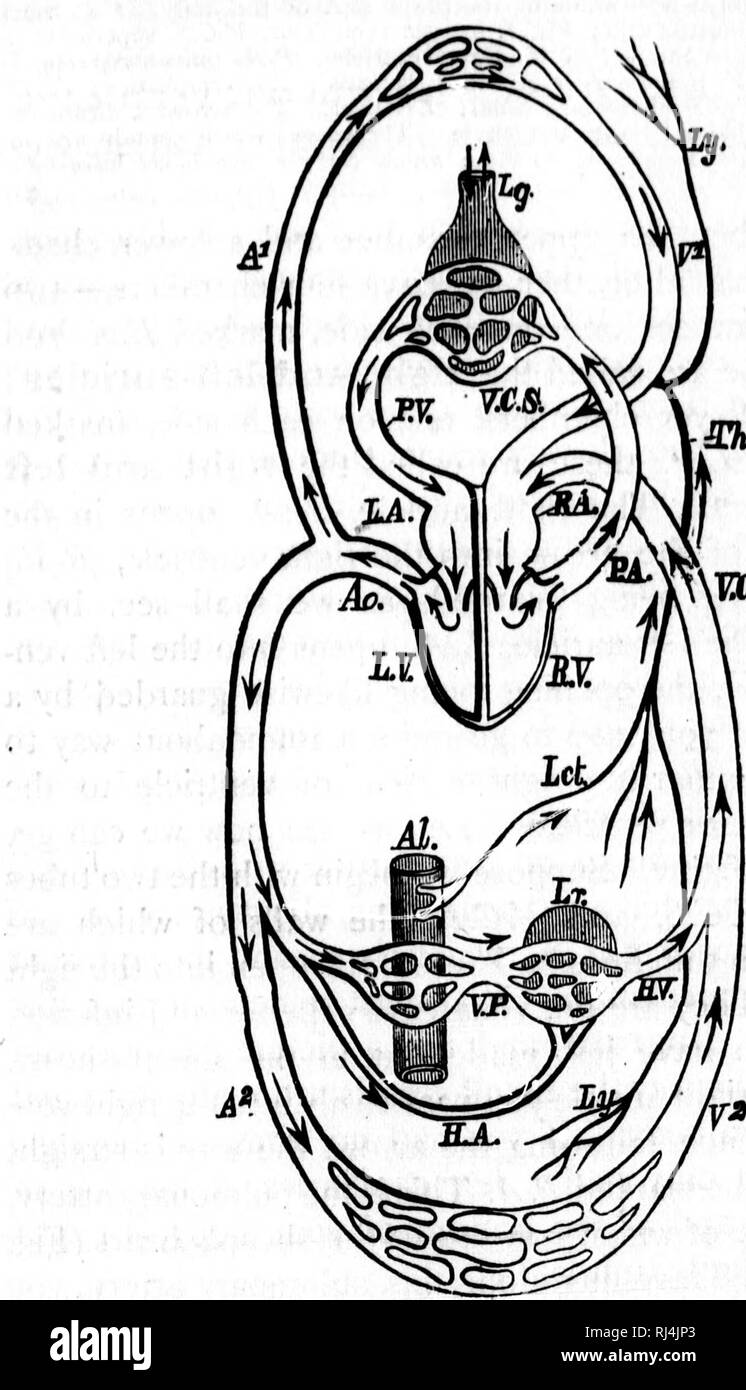. Physiology [microform]. Physiology; Physiologie. CIRCULATION ...