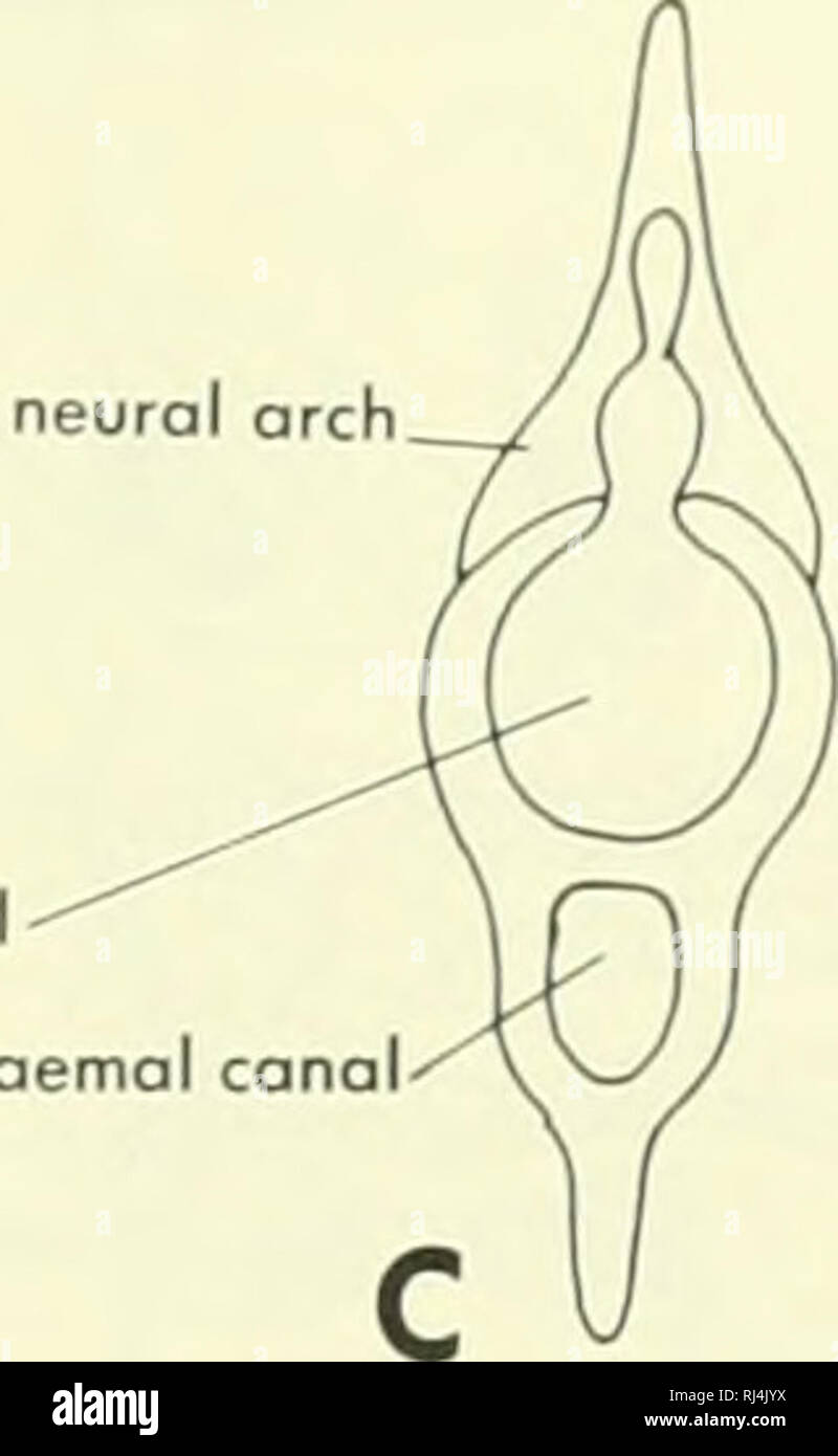Chordate morphology. Morphology (Animals); Chordata. neural arch notochord  cona haemal canal intercentrum B. Figure 6-25. Vertebral structure of  Eusfhenopteron. A, lateral view of two thoracic vertebrae; B, anterior view  of a
