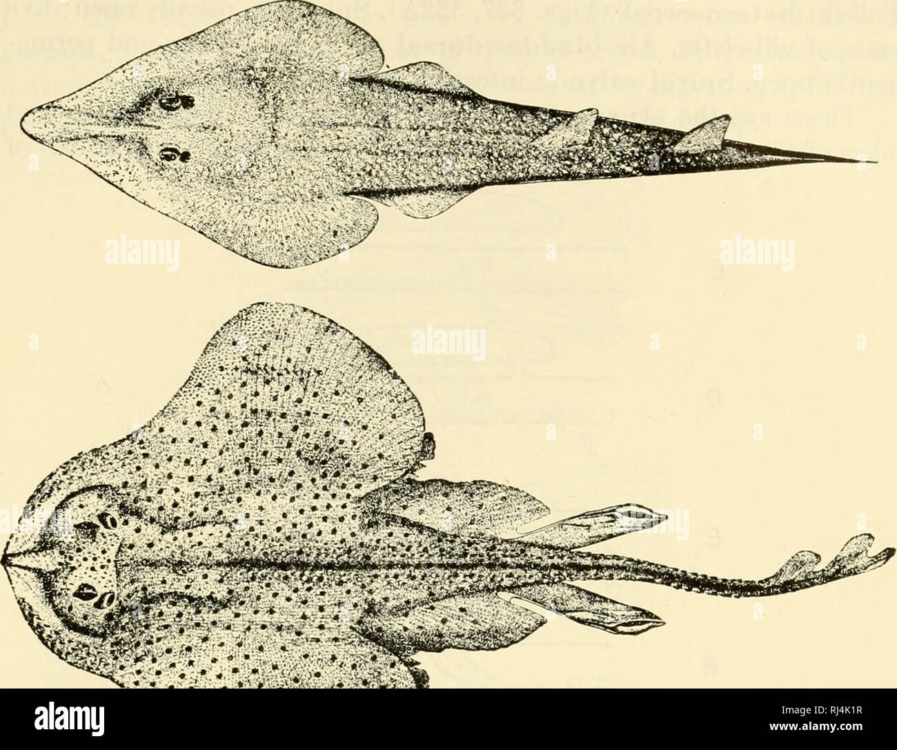 . The chordates. Chordata. lchthyopsida 427. Ji y X Fig. 330. (Top) Rhinobatus lentiginosus (Garman): in form of body, inter- mediate between an ordinary sbark and the very broad thin skate. (Bottom) Raja erinacea (Mitchill). (Courtesy, Jordan and Evermann: &quot;Fishes of North and Middle America,&quot; Washington, The Smithsonian Institution.) connection with the pharynx. This air-bladder may serve as an acces- sory respiratory organ (when open into the pharynx) or it may have a hydrostatic function, making possible the adjustment of the specific gravity of the fish to that of the water by c Stock Photo