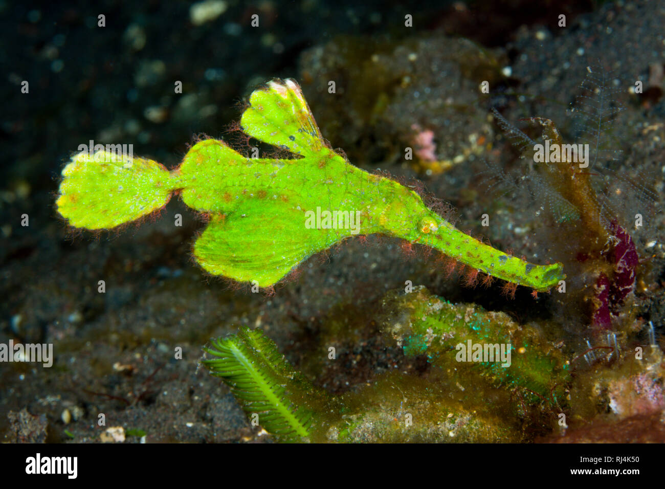 Seegras-Geisterpfeifenfisch, Solenostomus cyanopterus, Bali, Indonesien Stock Photo