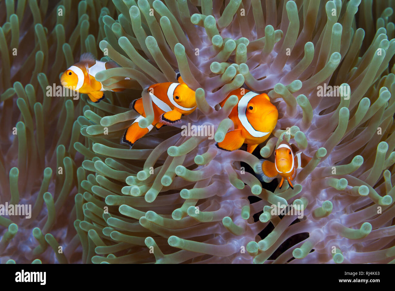 Orange-Ringel-Anemonenfische, Amphiprion ocellaris, Komodo Nationalpark, Indonesien Stock Photo
