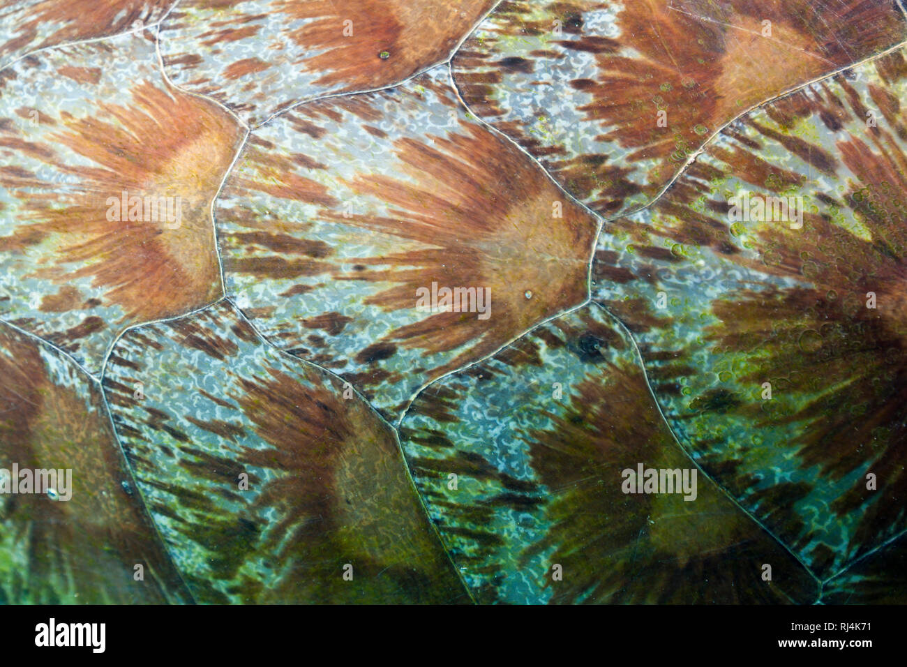 Schild einer Gruenen Meeresschildkroete, Chelonia mydas, Komodo Nationalpark, Indonesien Stock Photo