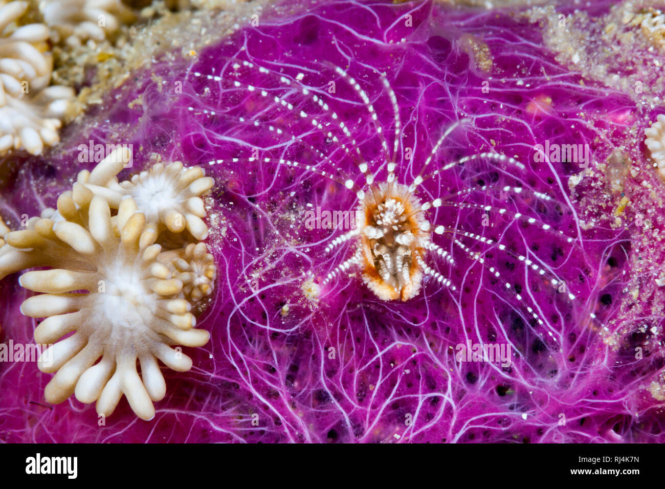 Korallenseepocke filtert Plankton, Ceratoconcha sp., Komodo Nationalpark, Indonesien Stock Photo