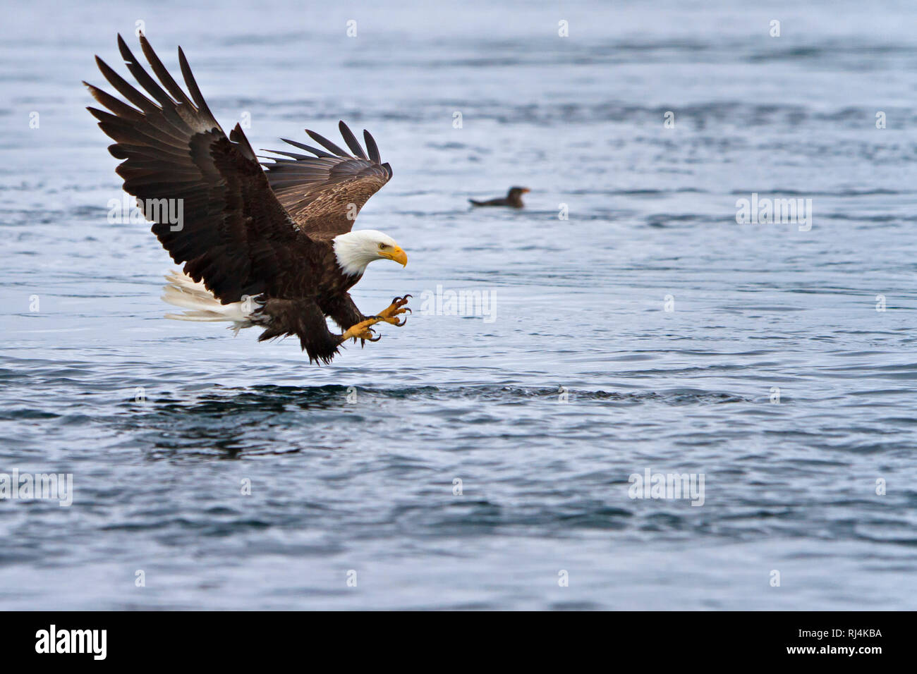 Adult bald eagle (scientific name Haliaeetus leucocephalus) fishing
