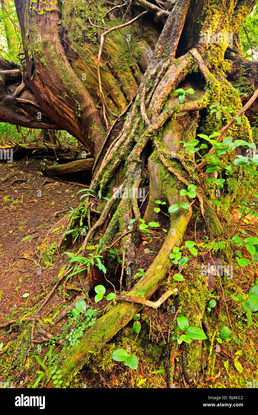 Western Red Cedar root on a nursing tree in the rainforest of Cape Scott Provincial Park on Vancouver Island North, British Columbia, Canada. Stock Photo