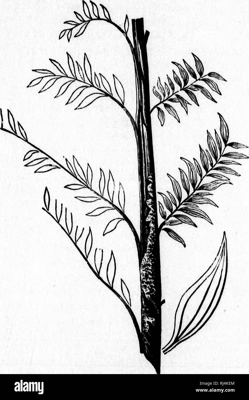 On new plants from the Erian and Carboniferous [microform] : and on the  characters and affinities of paleozoic gymnosperms. Paleobotany;  Paléobotanique. 12 are not limtted to the surface of the pith,
