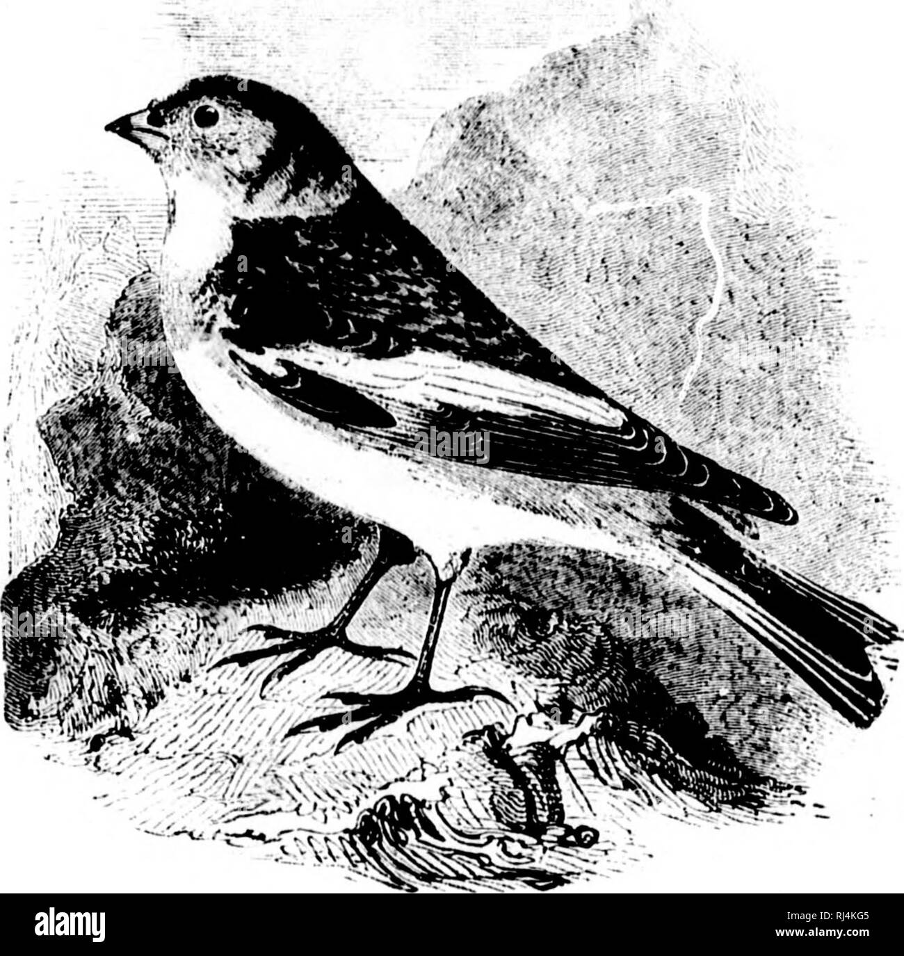 Bird Bird