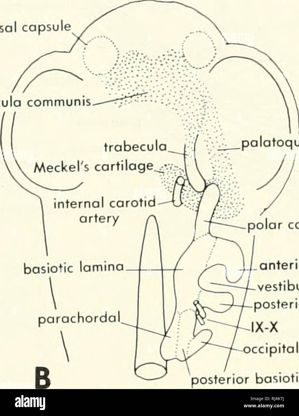 Vestibular lamina hires stock photography and images Alamy