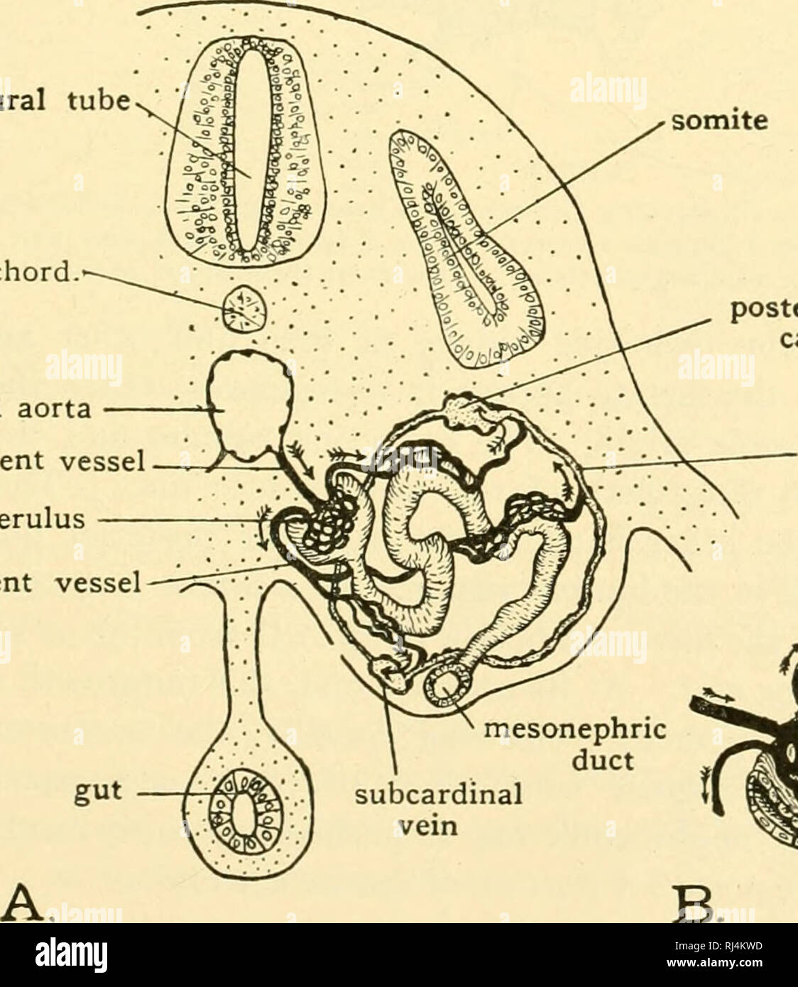 . Chordate anatomy. Chordata; Anatomy, Comparative. Fig. 281.—StereoRram of the deveLiiiinK mesonephros at a stage later than that of Fig. 280. (After Kingsley modified.) neural tube notochord dorsal aorta afferent vessel glomerulus effefent vessel somite. posterior cardinal vein collecting vein connecting sub-and post- cardinals capsule mesonephric duct ,. subcardinal 1 Fig. 282.—Diagrams showing the relations of the blood vessels to a mesonephric tubule. (From Patten's &quot;Embryology of the Pig,&quot; based on figures by McCallum.). Please note that these images are extracted from scanned  Stock Photo