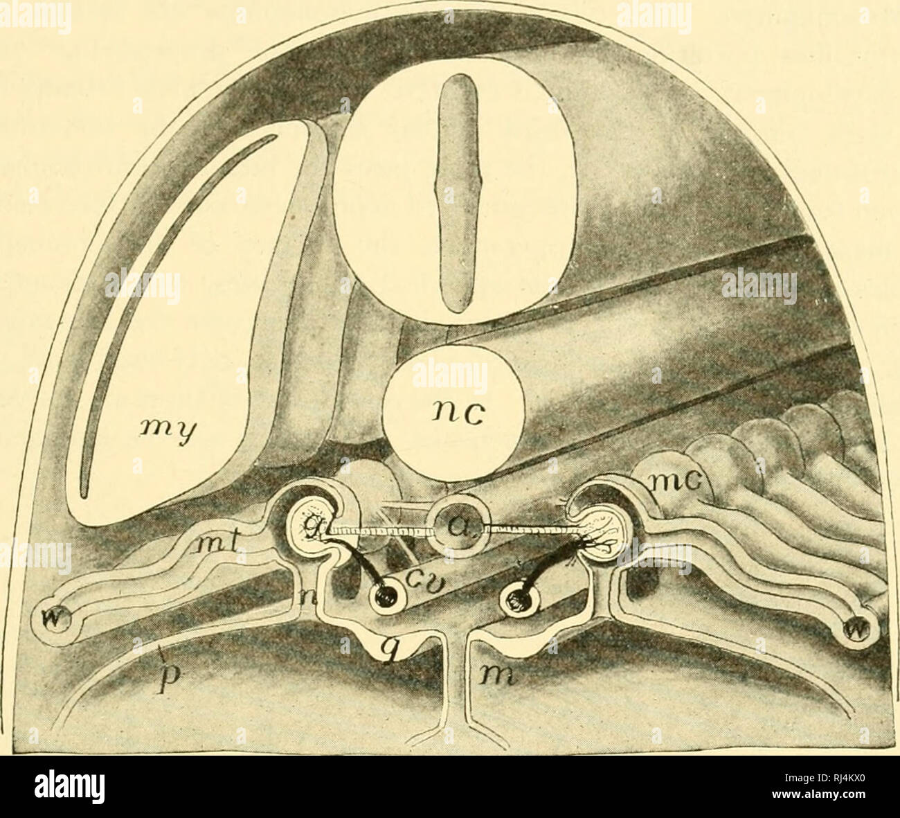. Chordate anatomy. Chordata; Anatomy, Comparative. THE UROGENITAL SYSTEM 317. Fig. 281.—StereoRram of the deveLiiiinK mesonephros at a stage later than that of Fig. 280. (After Kingsley modified.) neural tube notochord dorsal aorta afferent vessel glomerulus effefent vessel somite. Please note that these images are extracted from scanned page images that may have been digitally enhanced for readability - coloration and appearance of these illustrations may not perfectly resemble the original work.. Neal, Herbert V. (Herbert Vincent), 1869-1940; Rand, Herbert W. (Herbert Wilbur), 1872-1960. Ph Stock Photo