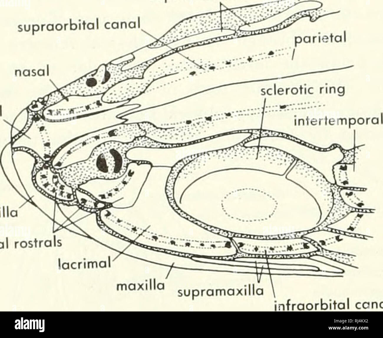 . Chordate morphology. Morphology (Animals); Chordata. supraorbitals supraorbital canal, nasal medial rostral. premaxilla lateral rostrals lacrimal maxilla nfraorbital canal Figure 5-4. Anterolateral and somewhat dorsal view of snout skeleton of £/ops sourus showing &quot;supraorbitals&quot; and &quot;rostrals.&quot; (After Nybelin, 1957) nasal capsule trabecule communis otic capsule parachordal cartilage notochord trabecule communis orbital cartilage Meckel's cartilage orbital cartilage palatine branch VII facial foramen which separates the myodome into bilateral chambers, and by the attachme Stock Photo