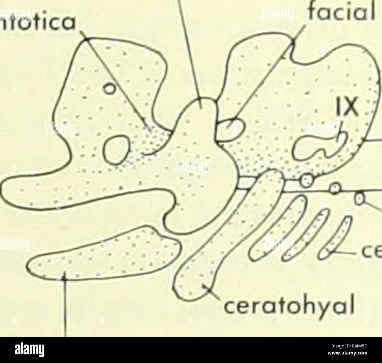 Chordate Morphology Morphology Animals Chordata Trabecule Irbilol Cartilage Otic Process Of Quadrate Cartilage Pila Ontotica B Quadrate Cartilage Bosicopsular Fenestra Lateral Woll Of Otic Capsule Notochord Quadrate Corttlagt Facial Foramen Otic