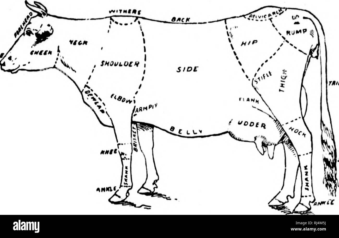 . Agriculture [microform]. Agriculture; Agriculture. ler tongue itli, closer: lent of tlie ) tukc the the cow. they chew ecting the s into the jgh which t of the jur sacs all or largest r })aunch); cticulum); 111); e the When a d, it passes t stomach ine eating, taking in digest it. mig some iroiigh the it becomes ght on into If licjuid cs right '&gt;n [he od, tl cud so nc(X's- f a horse from 60 to CATTLE. ^31 Dairy Cattle.—Figure 72 shows the general form of a good dairy cow, an animal in which the end desired is to give as large an amount as possible of rich milk at the least cost for food.  Stock Photo