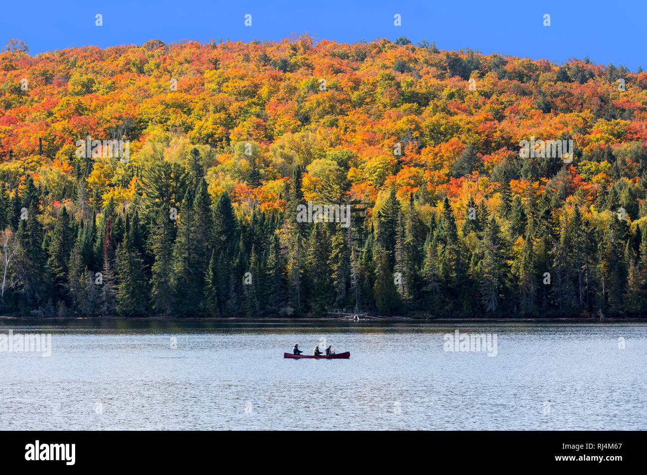 North America, Canada, Ontario, Algonquin Provincial Park, 3 people canoeing in autumn Stock Photo
