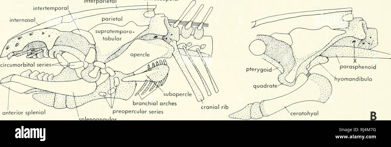 . Chordate morphology. Morphology (Animals); Chordata. the quadrate to the ear capsule. A blastema of the pterygoid process extends forward from the quadrate region to the tip of the orbitonasal process but later disappears. The origin of the hyomandibula o{ Neoceratodus has been fully described. There are several centers of chondrification involved in the upper region of the hyoid arch. The first to chondrify is the symplectic. This is followed by the pharyn- gosuprahyal, the epihyal, and the laterohyal, which is a new development in the dermal tissue. The pharyngo- suprahyal at first is cont Stock Photo