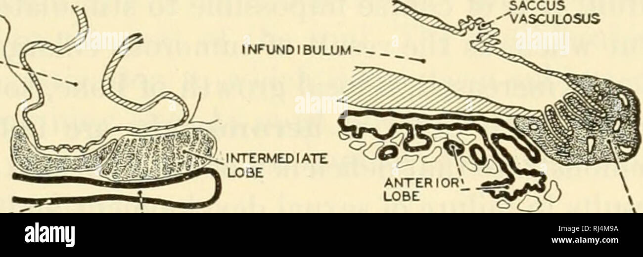 Tuberal High Resolution Stock Photography and Images - Alamy